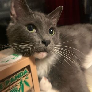 Meet your Posher, Sydney